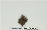 藏品(白髮苔屬)的圖片